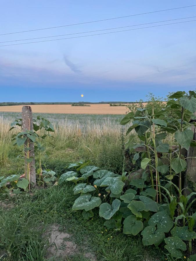 "Mts-Haus Zettemin" - 2 Familienfreundliche Ferienwohnungen In Mecklenburg エクステリア 写真